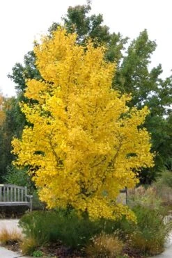 Ginkgo Maidenhair Tree (Male) - 2 Gallon Pot -Outlet Drip Mingle Store Ginkgo Tree 16