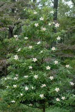 Sweet Tea Mountain Gordlinia - 5 Gallon Pot -Outlet Drip Mingle Store Gordlinia Sweet Tea 12 1