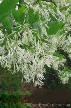 Grancy Graybeard - White Fringe Tree - 1 Gallon Pot -Outlet Drip Mingle Store Grancy Graybeard Tree 30