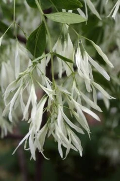 Grancy Graybeard - White Fringe Tree - 7 Gallon Pot (2-3') -Outlet Drip Mingle Store Grancy Graybeard Tree 32 1
