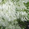 Grancy Graybeard - White Fringe Tree - 1 Gallon Pot