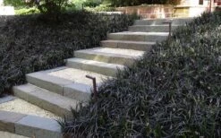 Black Mondo Grass - Ophiopogon Planiscapus 'Nigrescens' - 18 Count Flat Of Pint Pots -Outlet Drip Mingle Store Grass Mondo Black 2