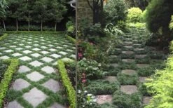 Kyoto Super Dwarf Mondo Grass - 3 Pack Of Pint Pots -Outlet Drip Mingle Store Grass Mondo Super Dwarf Combo