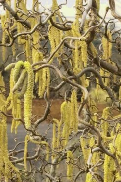 Harry Lauder's Walking Stick - Corylus Avellana 'Contorta' - 2 Gallon Pot -Outlet Drip Mingle Store Harry Lauder Walking Stick 11 3