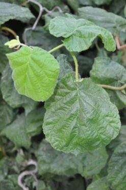Harry Lauder's Walking Stick - Corylus Avellana 'Contorta' - 3 Gallon Pot -Outlet Drip Mingle Store Harry Lauder Walking Stick 12 2