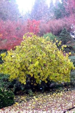 Harry Lauder's Walking Stick - Corylus Avellana 'Contorta' - 1 Gallon Pot 17 Harry Lauder's Walking Stick - Corylus Avellana 'Contorta' - 1 Gallon Pot -Outlet Drip Mingle Store Harry Lauder Walking Stick 15 1