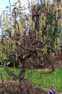 Harry Lauder's Walking Stick - Corylus Avellana 'Contorta' - 5 Gallon Pot 15 Harry Lauder's Walking Stick - Corylus Avellana 'Contorta' - 5 Gallon Pot -Outlet Drip Mingle Store Harry Lauder Walking Stick 16