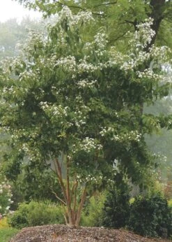 Temple Of Bloom Seven-son Flower (Heptacodium Miconioides) - 1 Gallon Pot -Outlet Drip Mingle Store Heptacodium Temple Of Bloom 3 1