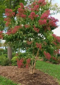 Temple Of Bloom Seven-son Flower (Heptacodium Miconioides) - 5 Gallon Pot -Outlet Drip Mingle Store Heptacodium Temple Of Bloom 8