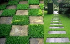 Dwarf Rupturewort Green Carpet (Herniaria Glabra) - 5 Pack Of Quart Pots -Outlet Drip Mingle Store Herniaria Dwarf Rutpurewort 2 1