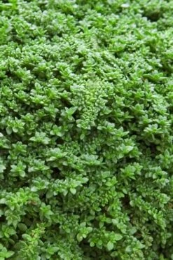 Dwarf Rupturewort Green Carpet - Herniaria Glabra - 5 Pack Of Pint Pots -Outlet Drip Mingle Store Herniaria Dwarf Rutpurewort 20