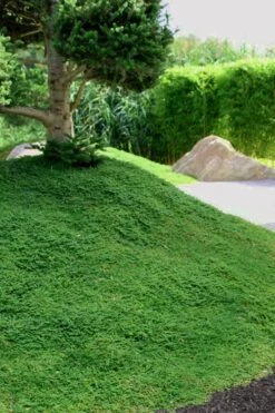 Dwarf Rupturewort Green Carpet (Herniaria Glabra) - 10 Pack Of Pint Pots -Outlet Drip Mingle Store Herniaria Dwarf Rutpurewort 25 2