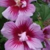Purple Pillar Rose Of Sharon - 1 Gallon Pot 1 Purple Pillar Rose Of Sharon - 1 Gallon Pot -Outlet Drip Mingle Store Hibiscus Purple Pillar 22 500x750 1