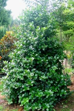 Emily Bruner Pyramidal Holly - 7 Gallon Pot (4-5') -Outlet Drip Mingle Store Holly Emily Bruner 3