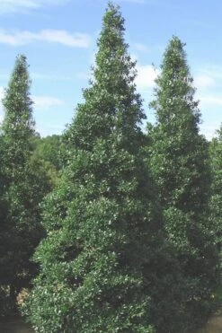 Foster's No. 2 Holly - 7 Gallon Pot (3-4') -Outlet Drip Mingle Store Holly Fosters No 2 500x750 1