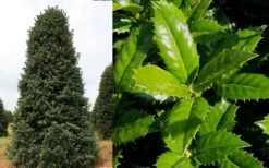 Mary Nell Holly - 3 Gallon Pot -Outlet Drip Mingle Store Holly Mary Nell 2