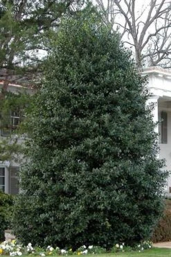 Nellie R. Stevens Holly - 3 Gallon Pot -Outlet Drip Mingle Store Holly Nellie Stephens 10 2