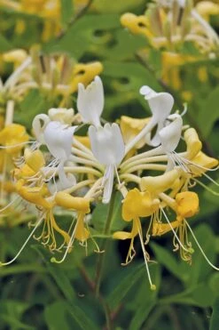 Scentsation Fragrant Yellow Honeysuckle - Lonicera Periclymenum - 1 Gallon Pot 13 Scentsation Fragrant Yellow Honeysuckle - Lonicera Periclymenum - 1 Gallon Pot -Outlet Drip Mingle Store Honeysuckle Scentsation 1 1