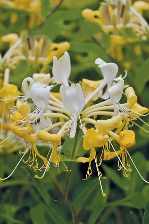 Scentsation Fragrant Yellow Honeysuckle - Lonicera Periclymenum - 1 Gallon Pot 6 Scentsation Fragrant Yellow Honeysuckle - Lonicera Periclymenum - 1 Gallon Pot - Image 4