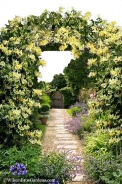 Scentsation Fragrant Yellow Honeysuckle - Lonicera Periclymenum - 1 Gallon Pot 15 Scentsation Fragrant Yellow Honeysuckle - Lonicera Periclymenum - 1 Gallon Pot -Outlet Drip Mingle Store Honeysuckle Scentsation 10 1