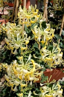 Scentsation Fragrant Yellow Honeysuckle - Lonicera Periclymenum - 3 Gallon Pot -Outlet Drip Mingle Store Honeysuckle Scentsation 2