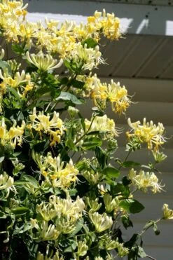 Scentsation Fragrant Yellow Honeysuckle - Lonicera Periclymenum - 3 Gallon Pot -Outlet Drip Mingle Store Honeysuckle Scentsation 3