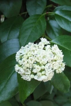 Climbing Hydrangea - Decumaria Barbara - 3 Gallon Pot 12 Climbing Hydrangea - Decumaria Barbara - 3 Gallon Pot -Outlet Drip Mingle Store Hydrangea Climbing Decumaria Barbara 13