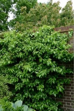 Climbing Hydrangea - Decumaria Barbara - 3 Gallon Pot 13 Climbing Hydrangea - Decumaria Barbara - 3 Gallon Pot -Outlet Drip Mingle Store Hydrangea Climbing Decumaria Barbara 15