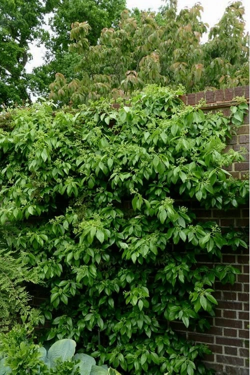 Climbing Hydrangea - Decumaria Barbara - 3 Gallon Pot 8 Climbing Hydrangea - Decumaria Barbara - 3 Gallon Pot - Image 6