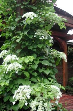 Climbing Hydrangea 'Petiolaris' - 5 Gallon Pot 18 Climbing Hydrangea 'Petiolaris' - 5 Gallon Pot -Outlet Drip Mingle Store Hydrangea Climbing Petiolaris 10