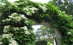 Climbing Hydrangea 'Petiolaris' - 3 Gallon Pot -Outlet Drip Mingle Store Hydrangea Climbing Petiolaris 13
