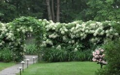 Climbing Hydrangea 'Petiolaris' - 5 Gallon Pot 19 Climbing Hydrangea 'Petiolaris' - 5 Gallon Pot -Outlet Drip Mingle Store Hydrangea Climbing Petiolaris 16