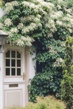 Climbing Hydrangea 'Petiolaris' - 3 Gallon Pot -Outlet Drip Mingle Store Hydrangea Climbing Petiolaris 17 1