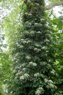 Climbing Hydrangea 'Petiolaris' - 5 Gallon Pot 16 Climbing Hydrangea 'Petiolaris' - 5 Gallon Pot -Outlet Drip Mingle Store Hydrangea Climbing Petiolaris 8