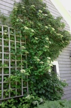 Climbing Hydrangea 'Petiolaris' - 3 Gallon Pot -Outlet Drip Mingle Store Hydrangea Climbing Petiolaris 9