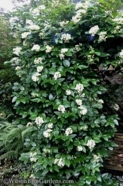 Climbing Hydrangea - Decumaria Barbara - 3 Gallon Pot 11 Climbing Hydrangea - Decumaria Barbara - 3 Gallon Pot -Outlet Drip Mingle Store Hydrangea Decumaria Barbara 16