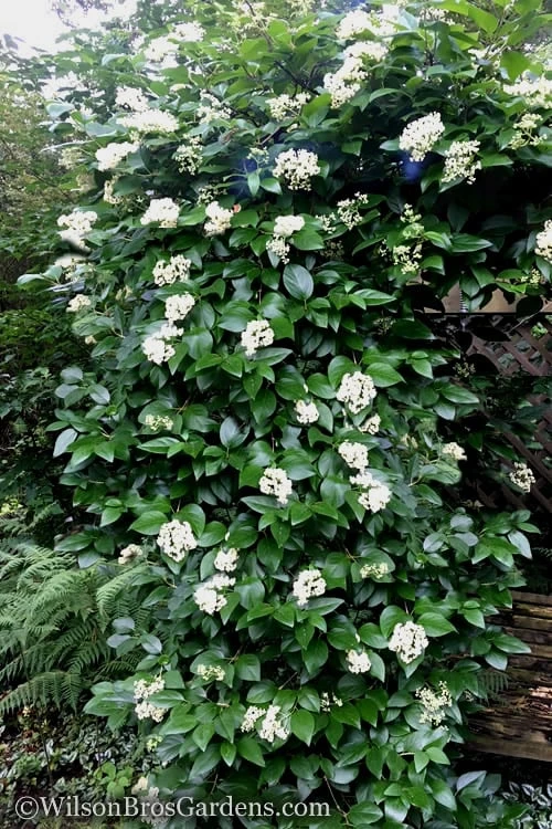 Climbing Hydrangea - Decumaria Barbara - 3 Gallon Pot 6 Climbing Hydrangea - Decumaria Barbara - 3 Gallon Pot - Image 4