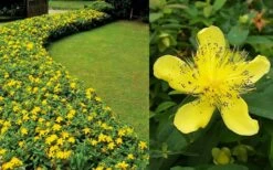 Creeping St Johns Wort (Hypericum Calycinum) - 5 Pack Of Quart Pots -Outlet Drip Mingle Store Hypericum Calycinum 2 1