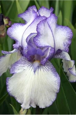 Hemstitched Reblooming Fragrant Bearded Iris- 1 Gallon Pot -Outlet Drip Mingle Store Iris Hemstitched 10