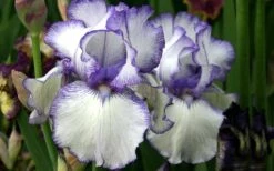 Hemstitched Reblooming Fragrant Bearded Iris- 1 Gallon Pot -Outlet Drip Mingle Store Iris Hemstitched 11