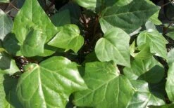 Algerian Ivy - Hedera Helix - 18 Count Flat Of Pint Pots -Outlet Drip Mingle Store Ivy Algerian Closeup