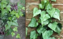 Algerian Ivy - Hedera Helix - 18 Count Flat Of Pint Pots -Outlet Drip Mingle Store Ivy Algerian Combo