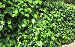 Algerian Ivy - Hedera Helix - 18 Count Flat Of Pint Pots -Outlet Drip Mingle Store Ivy Algerian Landscape
