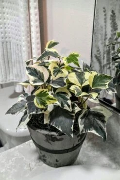 Variegated Algerian Ivy (Hedera Algeriensis 'Gloire De Marengo') - 6 Pack Of Pint Pots -Outlet Drip Mingle Store Ivy Variegated Algerian 5