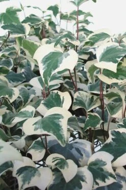 Variegated Algerian Ivy (Hedera Algeriensis 'Gloire De Marengo') - 6 Pack Of Pint Pots -Outlet Drip Mingle Store Ivy Variegated Algerian 500x750 1
