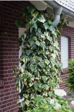 Variegated Algerian Ivy (Hedera Algeriensis 'Gloire De Marengo') - 18 Pack Of Pint Pots -Outlet Drip Mingle Store Ivy Variegated Algerian 6 1