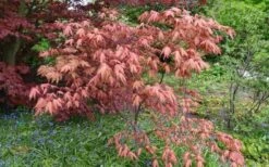 Amber Ghost Japanese Maple - 3 Gallon Pot -Outlet Drip Mingle Store Japanese Maple Amber Ghost 6