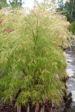 Aoyagi Gawa Strapleaf Japanese Maple - 1 Gallon Pot 9 Aoyagi Gawa Strapleaf Japanese Maple - 1 Gallon Pot -Outlet Drip Mingle Store Japanese Maple Aoyagi Gawa 1