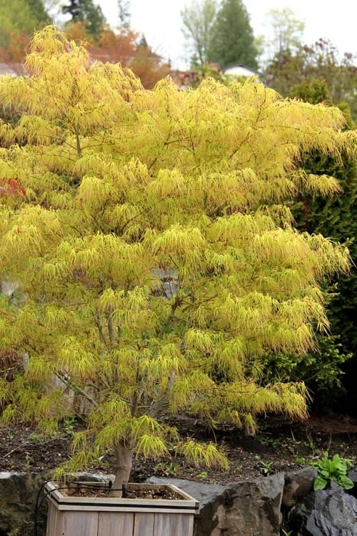 Aoyagi Gawa Strapleaf Japanese Maple - 1 Gallon Pot 3 Aoyagi Gawa Strapleaf Japanese Maple - 1 Gallon Pot