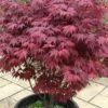 Red Japanese Maple - Acer Palmatum 'Atropurpureum' - 1 Gallon Pot 2 Red Japanese Maple - Acer Palmatum 'Atropurpureum' - 1 Gallon Pot -Outlet Drip Mingle Store Japanese Maple Atropurpureum 1